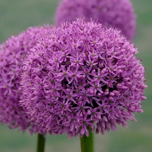 Allium Gladiator