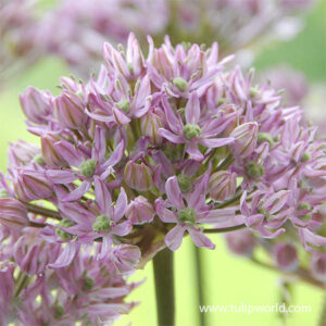 Allium Pink Jewel