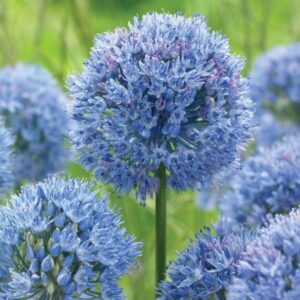 Allium Persian Blue