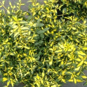 Euonymus Fortunei Moonshadow