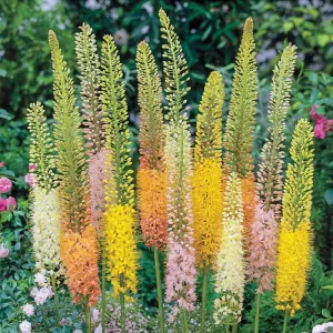 Foxtail Lily