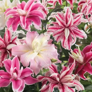 Lily Double Oriental  - Mix