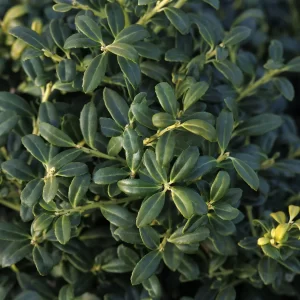 Japanese Holly - Soft Touch