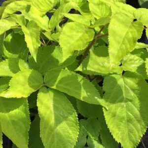 Aralia cordata 'Sun King' Golden Japanese Spikenard
