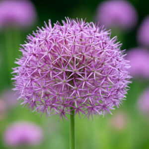 Allium cristophii (Star of Persia)