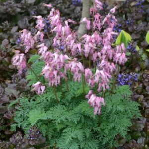 Pink Fringed Bleeding Heart
