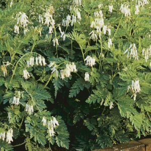White Fringed Bleeding Heart