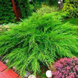 Juniper - Mint Julep® Juniper