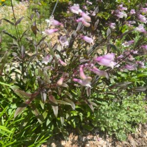 Penstemon 'Dark Towers'
