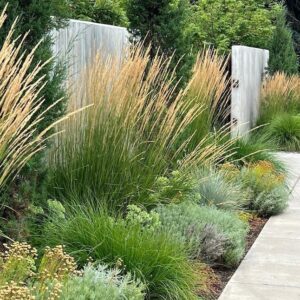 Karl Foerster® Feather Reed Grass